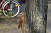 18 Bäume sollten in der Heidlohstraße in Schnelsen eigentlich gefällt werden – jetzt wurde eine andere Lösung gefunden. (Symbolbild)