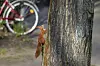 18 Bäume sollten in der Heidlohstraße in Schnelsen eigentlich gefällt werden – jetzt wurde eine andere Lösung gefunden. (Symbolbild)