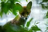 Fuchs