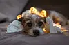 Ein trauriger Hund an Silvester. (Symbolbild)