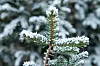 Eine mit Schnee bedeckte Tanne