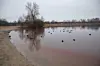 Der Allermöher See ist von der Burgunderblutalge befallen.