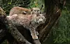 Luchs