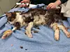 Hamburg: Die Katzen-Omi Lilo musste unter Narkose gesetzt werden, um die Filz- und Dreckklumpen zu entfernen.