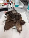 Hamburger: Dieser Haufen verfilzten Fells, Kot und Dreck wurde der Katze abgeschnitten.
