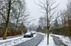 Kastaniensterben Bergedorf