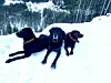 Martin Harniks Hunde