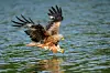 Rotmilan greift Fisch aus dem Wasser.