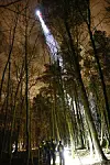 Der Polizeihubschrauber „Libelle 2“ leuchtet das Waldstück aus.