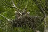 Rotmilan Nachwuchs im Nest.