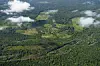 Regenwald