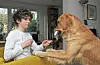 Joshua (13) aus Neugraben hat Golden Retriever Milo (1) im Lockdown ein paar Tricks beigebracht