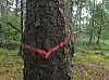 Rot markierter Baum