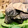 Schildkröten bei Hamburger Tierschutzverein.