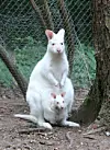 Känguru „Mila“ mit ihrer Mama.