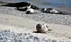 Seehund an der Düne in Helgoland