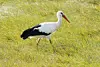 Storch pirscht durch die Wiese.