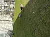 Gänse in Hamburg