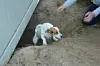 Da ist sie wieder! Hundedame Kim kommt aus dem Loch gelaufen.