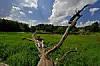 Wohldorfer Wald (1)