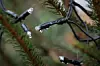 Lichterkette am Weihnachtsbaum.