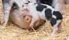Bentheimerschwein