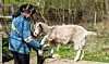 Ziegenbock Pelle
