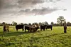 Galloways auf einer Weide
