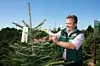 Weihnachtsbaum-Produzent Bernd Oelkers hängt Schilder in seine Nordmanntannen.