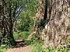 Ein Baum im Moor