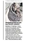 Igel Tillit in der Times (1)