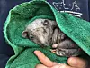 Igel in Handtuch eingewickelt.