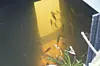 Fische