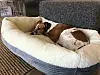 Das Hundebett von Amazon Basics wurde gleich von der Hündin in Beschlag genommen.
