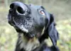 Hund hält Schnauze in die Kamera