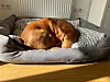 Das Hundebett für große Hunde von Dibea schnitt in unserem Test gut ab.
