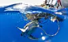 Für Schildkröten, Robben und Wale können die Fischernetze zur tödlichen Falle werden.