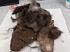 Hamburger: Dieser Haufen verfilzten Fells, Kot und Dreck wurde der Katze abgeschnitten.