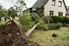 Baum kippt um