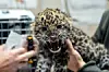 Im Zoo geborener Mini-Leopard.
