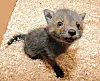 Fuchsbaby