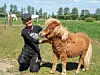 Das braune Shetlandpony ist erst ein Jahr alt und hat wie die meisten eine Krankheitsgeschichte.