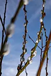_QUA7068