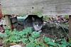 Die meisten Katzen sind scheu und lassen sich kaum blicken, wenn Menschen in der Nähe sind.