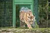 Tiger erkundet sein Gehege.