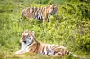 Tiger-Entspannung nach der Reise von Hamburg in die Heide.