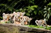 Tigerbabys