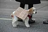 Demonstrierte auch mit: der Hund einer Teilnehmerin.