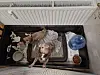 Chihuahuas in einem Käfig