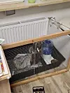 Hunde in einem Käfig